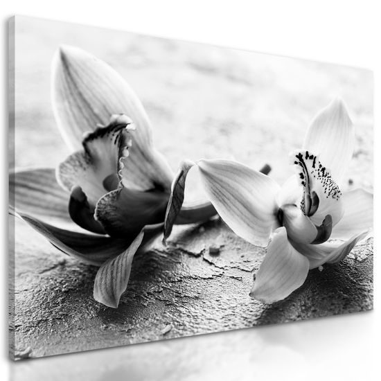 Obraz nádherné kvety orchidey v čiernobielom prevedení