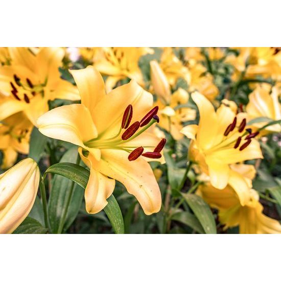 Samolepiaca fototapeta dokonalé kvety žltej ľalie