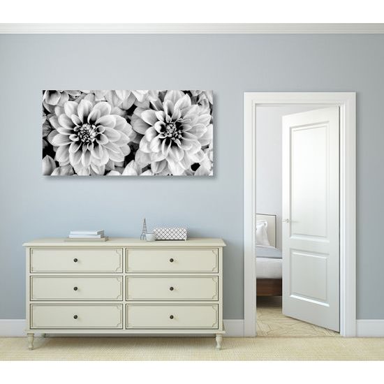 Obraz jemné rozkvitnuté dálie v čiernobielom prevedení