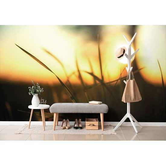 Samolepiaca fototapeta pohľad na západ slnka z trávy