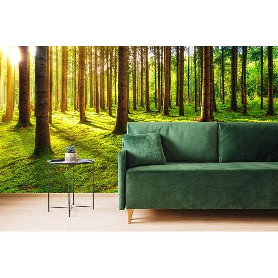Samolepiaca fototapeta kúzlo ranného lesa