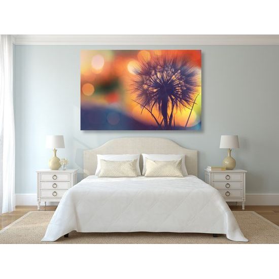 Obraz púpava pri západe slnka