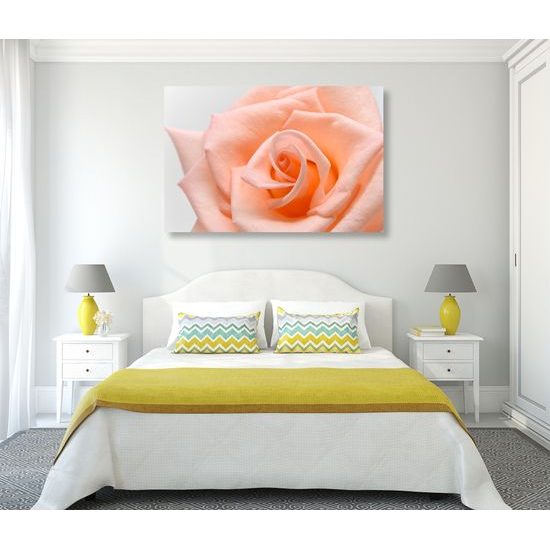 Obraz precízny detail na oranžovú ružu