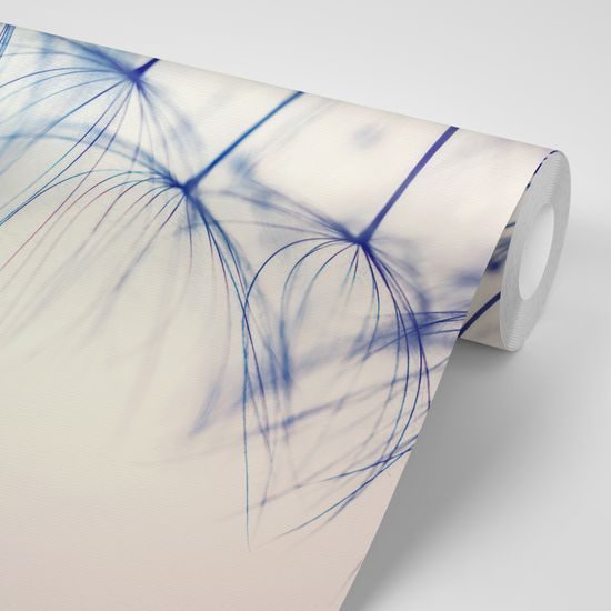 Fototapeta jedinečný detail púpavy