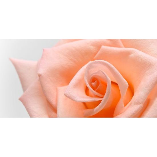 Obraz precízny detail na nádhernú ružu