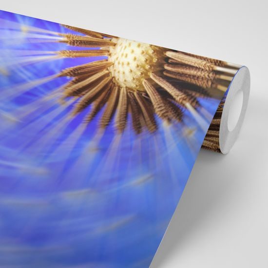 Tapeta neobyčajná púpava s fialovým pozadím