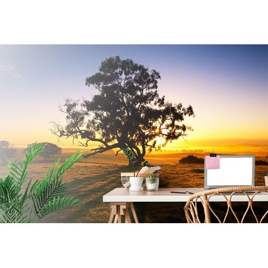 Fototapeta mohutný strom pri západe slnka