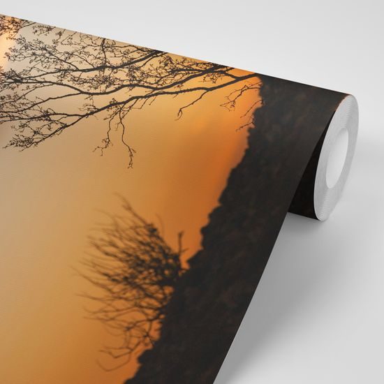 Samolepiaca fototapeta krík pri západe slnka