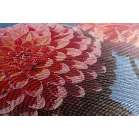 Obraz romantická ružová dália