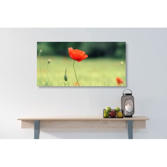 Obraz červený mak uprostred lúky