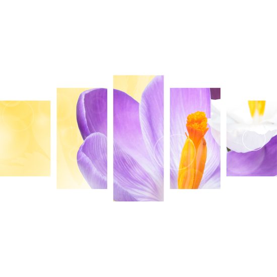 5-dielny obraz nežný šafrán