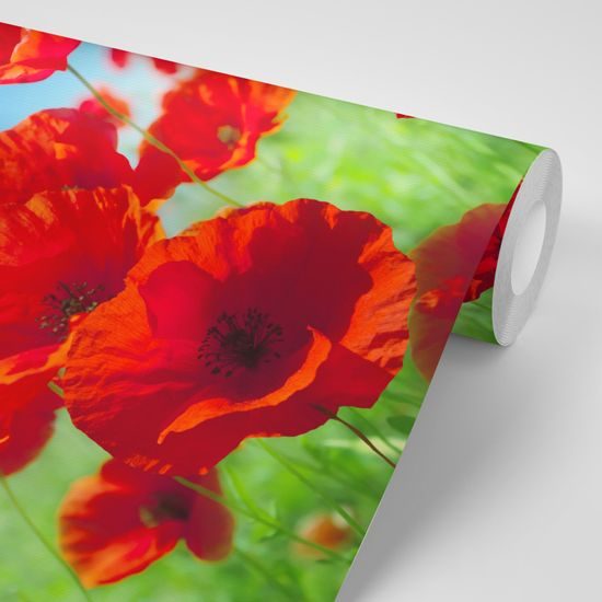 Samolepiaca fototapeta vlčí mak na lúke