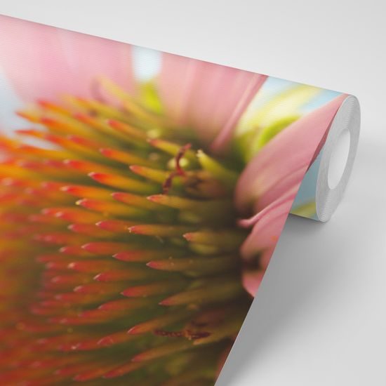 Originálna samolepiaca fototapeta lienka na lupeni echinacei