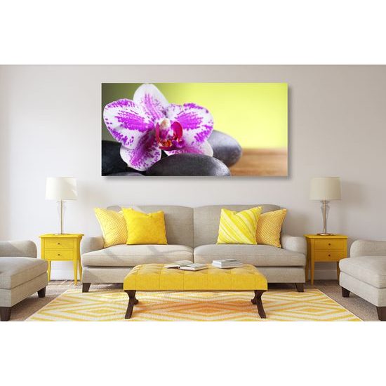 Obraz zaujímavo sfarbená orchidea