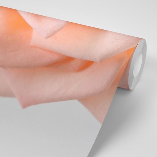 Okúzľujúca fototapeta broskyňovo sfarbená ruža