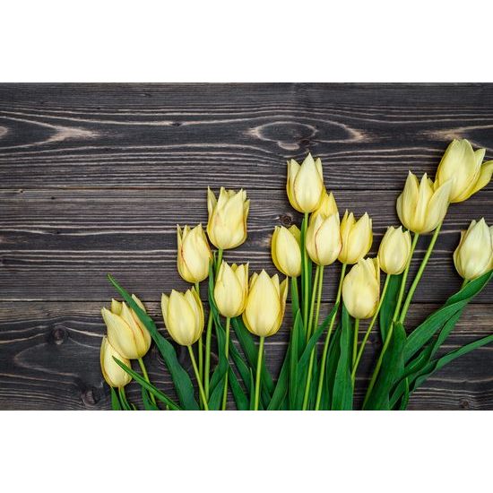 Samolepiaca fototapeta žlté tulipány v elegantnom prevedení