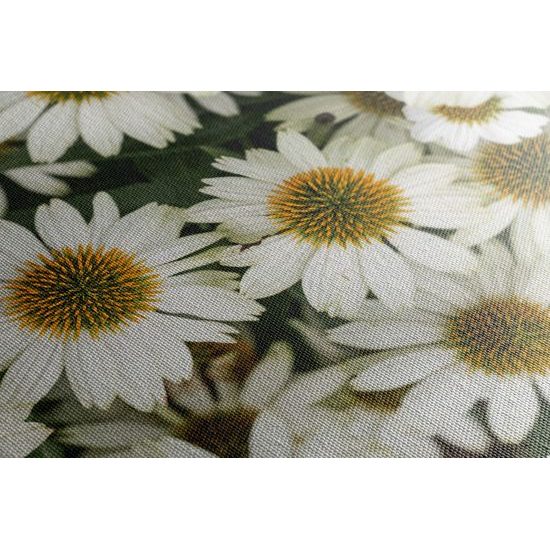 Obraz liečivý rumanček