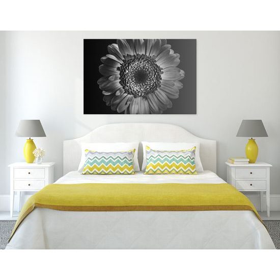 Obraz detail gerbery v čiernobielom prevedení