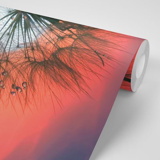 Samolepiaca fototapeta púpava so zapadajúcim slnkom