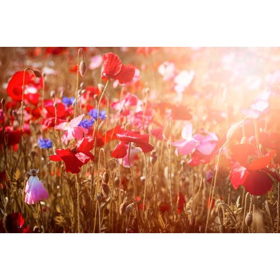 Samolepiaca fototapeta vlčí mak v lúčoch slnka