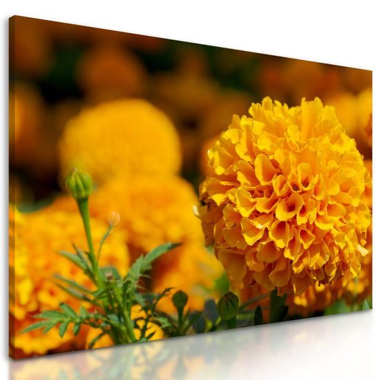 Obraz oranžový nechtík