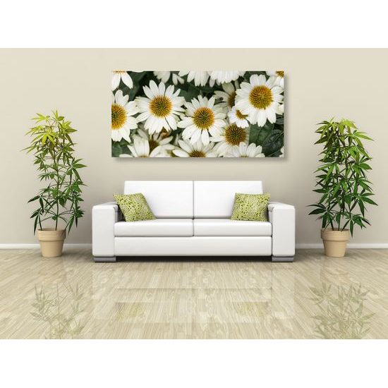 Obraz liečivý rumanček