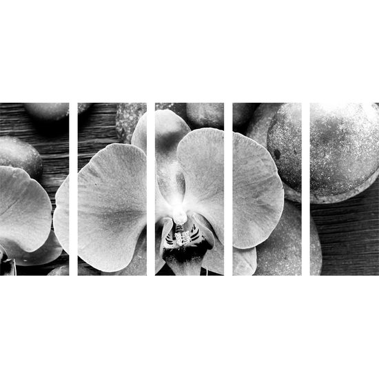 5-dielny obraz orchidea a Zen kamene na drevenom pozadí v čiernobielom prevedení