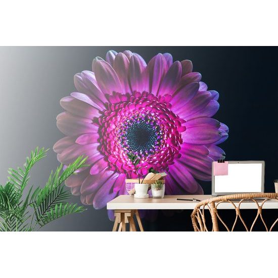Originálna samolepiaca tapeta gerbera na tmavom pozadí