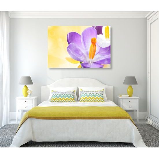 Obraz nežný šafrán