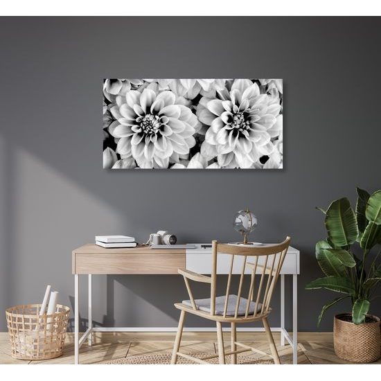 Obraz jemné rozkvitnuté dálie v čiernobielom prevedení