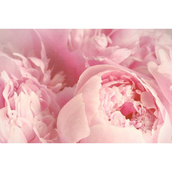 Obraz detail na ružové kvety