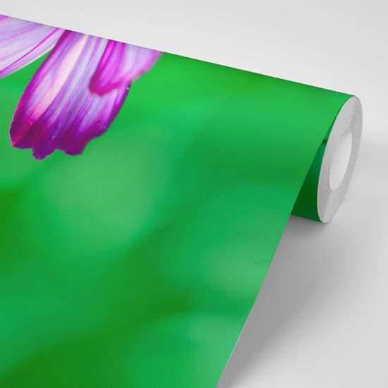 Samolepiaca fototapeta osamotený kvet krasuľky