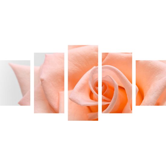 5-dielny obraz precízny detail na oranžovú ružu