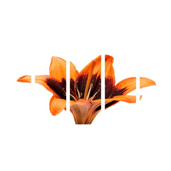 5-dielny obraz nevšedná ľalia