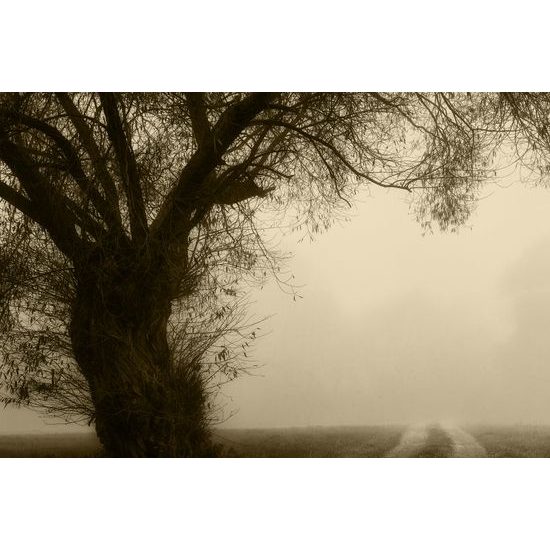 Obraz pole zahalené v rannej hmle v sépiovom prevedení