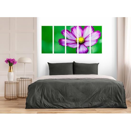 5-dielny obraz jedinečný kvet krasuľky