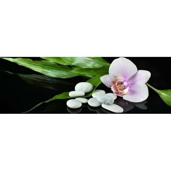 Obraz liečivá príroda