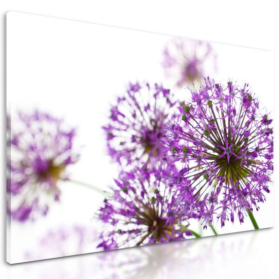 Obraz nádherné kvety cesnaku