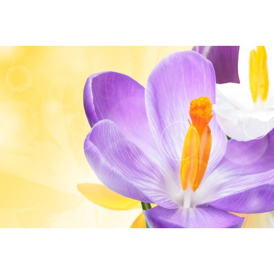 Obraz nežný šafrán
