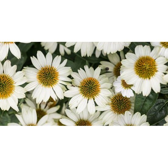 Obraz liečivý rumanček