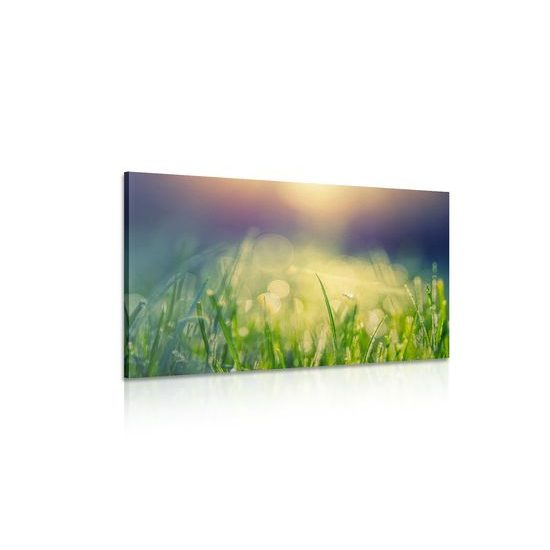 Obraz rosa na čestvo pokosenej tráve