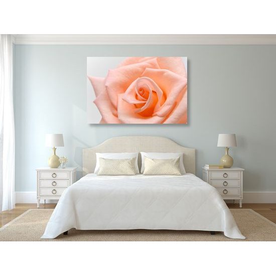 Obraz precízny detail na oranžovú ružu