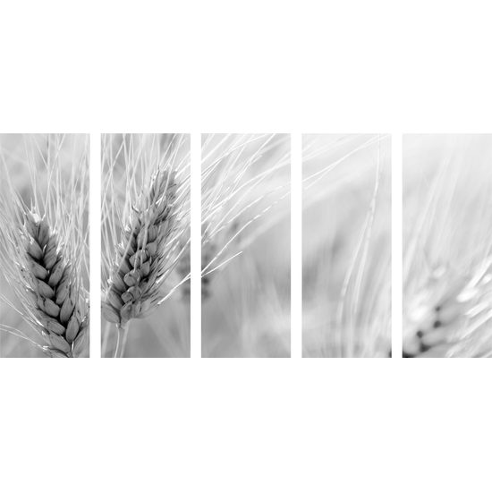 5-dielny obraz detail pšenice v čiernobielom prevedení