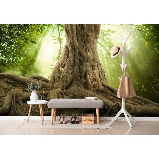 Samolepiaca tapeta mohutné korene stromu