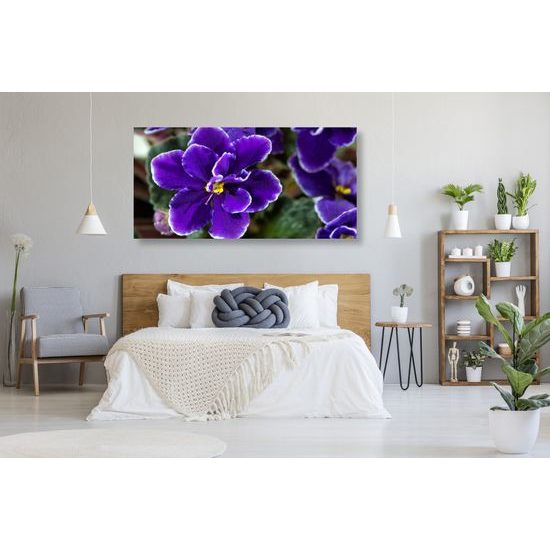 Obraz kvitnúca fialka