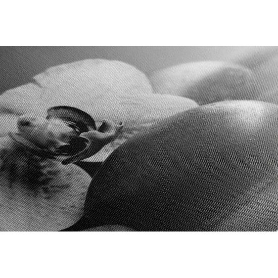 Obraz zaujímavo sfarbená orchidea v čiernobielom prevedení