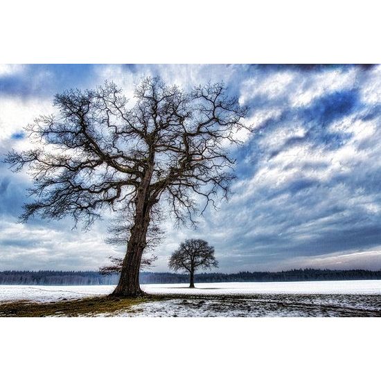 Samolepiaca fototapeta strom so snehovým popraškom