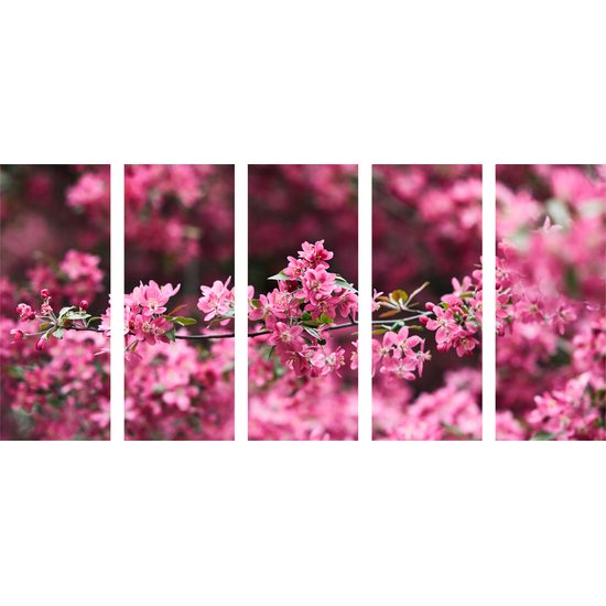 5-dielny obraz ružové kvety v rozkvete