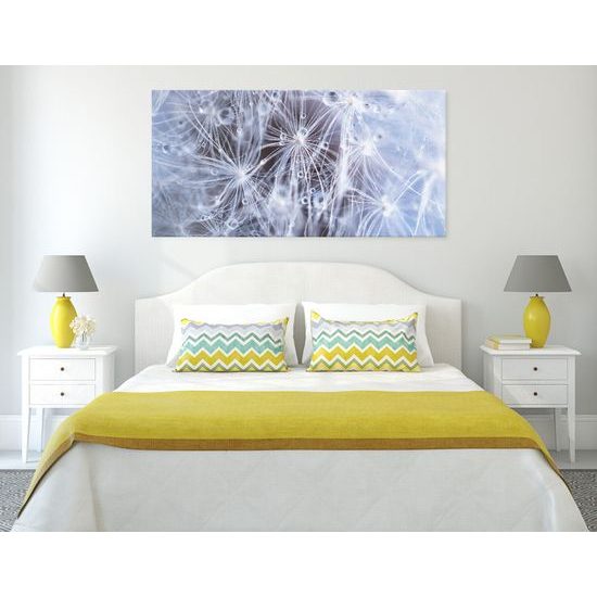 Obraz detail púpavy