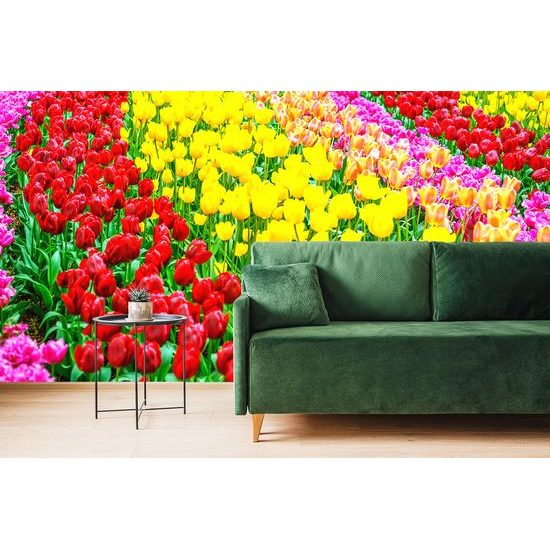 Tapeta farebný tulipánový záhon